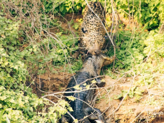 Pantanal Ago21-108